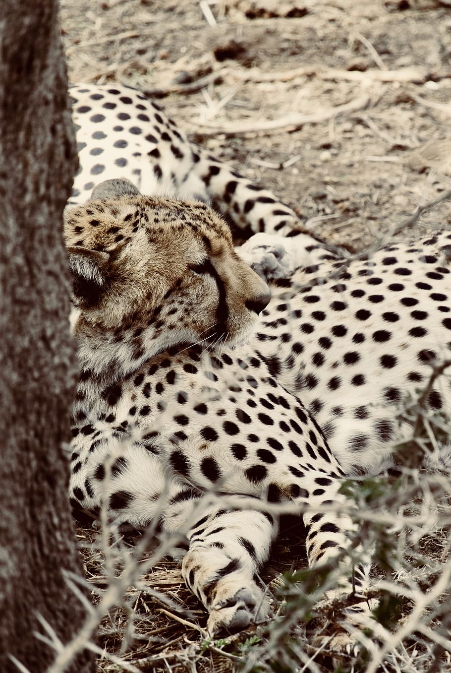 guepard marró, guepard, animal, vida salvatge, mamífer, Tanzània, arusha, parc nacional del serengeti, jaguar, lleopard, pantera, laïc, bokeh, borrós, arbre, lloc, tigre, adorable, zoo, lleopard de les neus, Àfrica, temes d'animals, fauna animal, animals a la natura, gat gran, felí, gat, un animal, tacat, cap gent, vertebrats, dia, naturalesa, carnivora, relaxació, terra, mirant cap a fora, gat no domesticat, 4K