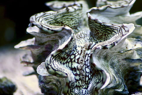 clam, patroon, natuur, wit, zwart, levend, aquarium, zout water, aquatisch, mossel, tweekleppige, macro, dichtbij, detail-, vis, tank, oceaan, dier, schelp, nok, detailopname, dierlijke thema's, geen mensen, dieren in het wild, zee, onderwater-, water, groep dieren, dierenleven, gewerveld, selectieve aandacht, buitenshuis, dag, krokodil, reptiel, zeeleven, marinier, dierlijke schaal, 2K, CC0, publiek domein, royaltyvrij