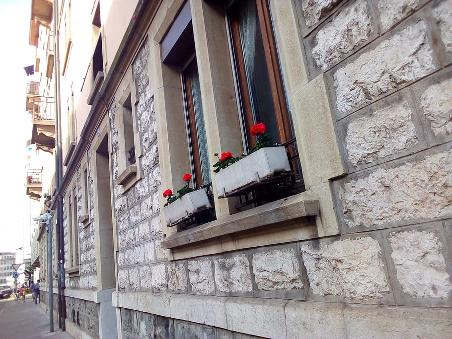 carrer, Ginebra, estiu, primavera, flors, fleur, exterior de l'edifici, arquitectura, estructura construïda, vista d’angle baix, edifici, finestra, dia, cap gent, a l'aire lliure, barri residencial, naturalesa, funció de construcció de parets, flor, penjant, ciutat, planta, escultura, planta amb flors, vermell, decoració, 2K