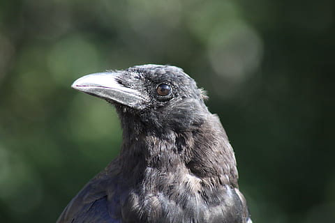 Corb, Perfil, pose, mirant, un animal, temes d'animals, animal, fauna animal, animals a la natura, vertebrats, ocell, centrar-se en primer pla, primer pla, mirant cap a fora, cap gent, bec, dia, naturalesa, part del cos dels animals, a l'aire lliure, cap d’animals, rapinyaire, retrat, ull d’animals, 4K, CC0, domini públic, lliure de regalies