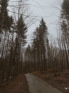 ağaçlar arasındaki yol, ağaç, bitki, abies, köknar, kozalaklı ağaç, Schwangau, Almanya, Fürstenstrasse, yol, çam, karaçam, asfalt, doğa, ladin, zemin, toprak yol, çakıl, açık havada, karayolu, yön, ileriye giden yol, orman, arazi, ormanlık, huzur, insansız, gökyüzü, doğada güzellik, sakin sahne, büyüme, gövde, ağaç gövdesi, taşımacılık, kentsel olmayan sahne, patika, azalan perspektif, treelined, 4K, CC0, kamu malı, telif ücretsiz