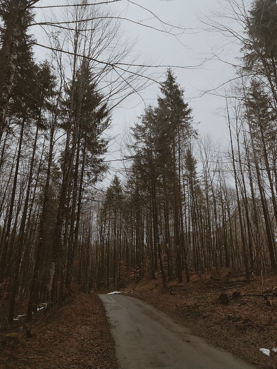 ağaçlar arasındaki yol, ağaç, bitki, abies, köknar, kozalaklı ağaç, Schwangau, Almanya, Fürstenstrasse, yol, çam, karaçam, asfalt, doğa, ladin, zemin, toprak yol, çakıl, açık havada, karayolu, yön, ileriye giden yol, orman, arazi, ormanlık, huzur, insansız, gökyüzü, doğada güzellik, sakin sahne, büyüme, gövde, ağaç gövdesi, taşımacılık, kentsel olmayan sahne, patika, azalan perspektif, treelined, 4K