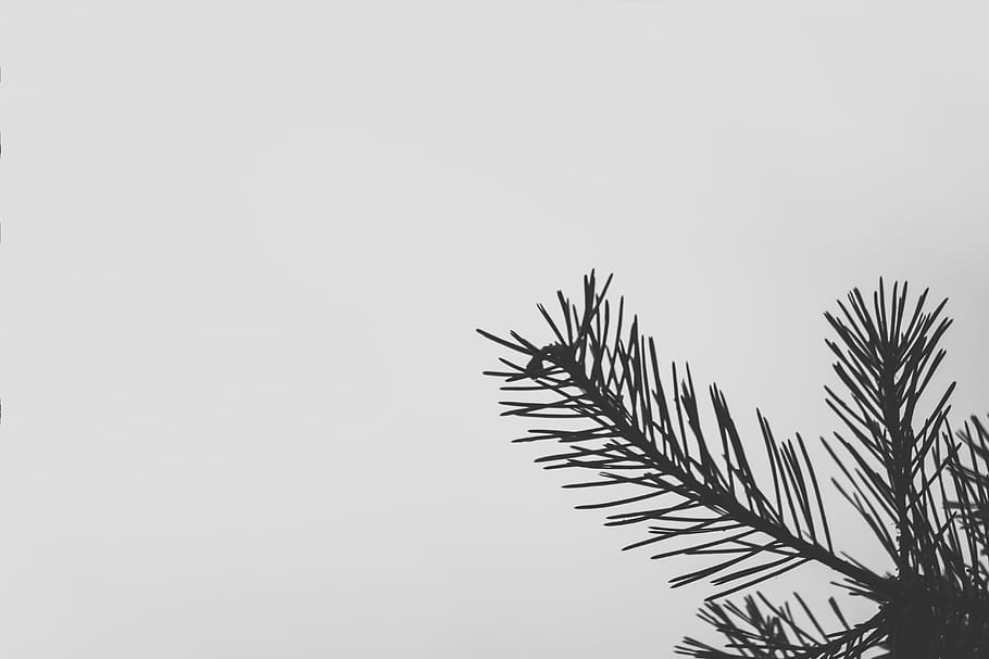 frunză verde, gri, Olanda, stratul heide, eindhoven, plantă, floră, iarbă, stuf, copac, conifer, ferigă, molid, pin, abies, brad, palmier, Arecaceae, cer, spațiu copie, vedere unghiulară joasă, creştere, natură, cer senin, zi, nici o persoana, frumusețe în natură, liniște, în aer liber, frunza de palmier, frunze, siluetă, a închide, parte a plantelor, ramură, 5K