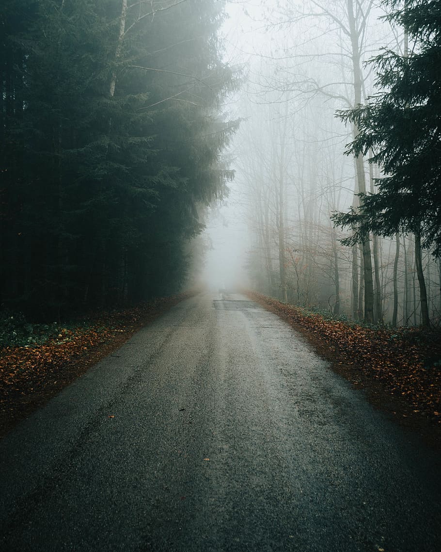 strada tra gli alberi, natura, tempo metereologico, nebbia, all'aperto, albero, asfalto, strada, boschi, androide, vibrazione, lunatico, umore, Olimpo, i phone, alberi, ritratto, autunno, foresta, direzione, la strada davanti, pianta, mezzi di trasporto, bellezza nella natura, la tranquillità, prospettiva decrescente, scena tranquilla, nessuno, scenics - natura, punto di fuga, terra, strada vuota, scena non urbana, 4K