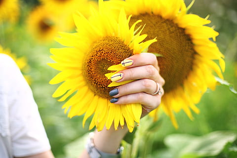 solrosfält, blomma, solros, flora, växt, sommar, daisy, blommor, manikyr, hand, fält, gul, natur, solrosor, blommande växt, mänsklig hand, blomhuvud, bräcklighet, friskhet, närbild, skönhet i naturen, sårbarhet, fokusera på förgrunden, kvinnor, mänsklig kroppsdel, blomställning, riktiga människor, tillväxt, kronblad, kroppsdel, utomhus, finger, pollen, dolda ansikte, 4K, CC0, offentligt domän, royaltyfria