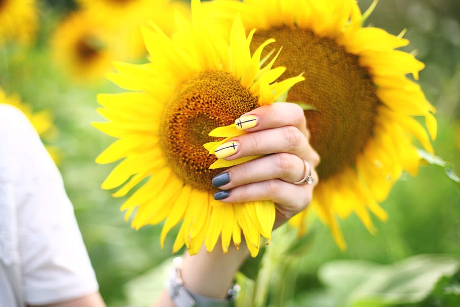 solrosfält, blomma, solros, flora, växt, sommar, daisy, blommor, manikyr, hand, fält, gul, natur, solrosor, blommande växt, mänsklig hand, blomhuvud, bräcklighet, friskhet, närbild, skönhet i naturen, sårbarhet, fokusera på förgrunden, kvinnor, mänsklig kroppsdel, blomställning, riktiga människor, tillväxt, kronblad, kroppsdel, utomhus, finger, pollen, dolda ansikte, 4K