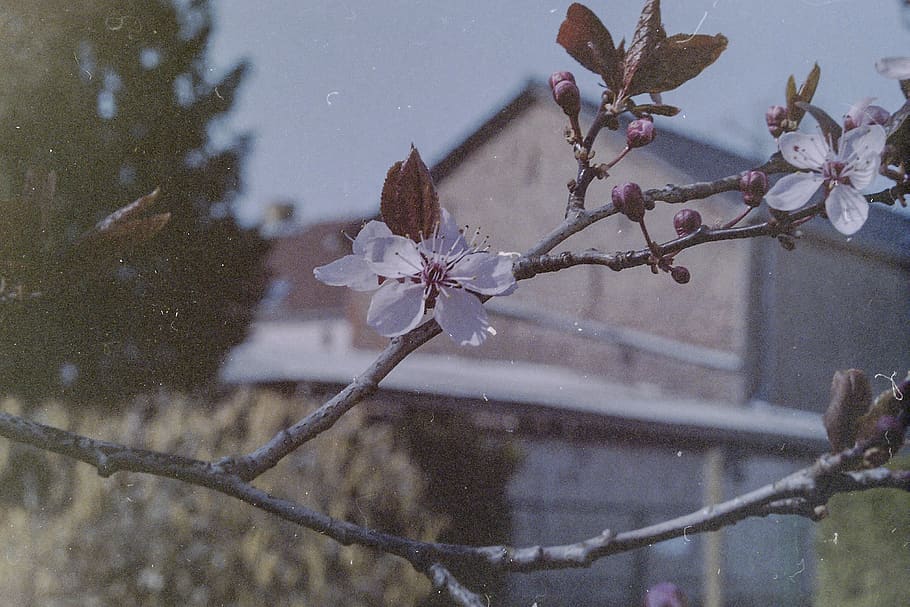 třešeň, strom, jaro, letní, cherryblum, film, analogový, klasický, rostlina, kvetoucí rostlina, květ, křehkost, svěžest, krása v přírodě, zranitelnost, detail, Příroda, růst, větev, zaměřit se na popředí, okvětní lístek, nikdo, den, květenství, zimní, venku, květu hlavy, Třešňový květ, pyl, 4K