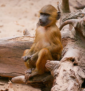 animals, monkey, baboon, sphinx-baboon, primate, young monkey, sit, animals in the wild, animal themes, animal wildlife, animal, mammal, vertebrate, tree, sitting, one animal, no people, day, wood - material, focus on foreground, nature, rock, zoo, branch, brown, outdoors, 2K, CC0, public domain, royalty free