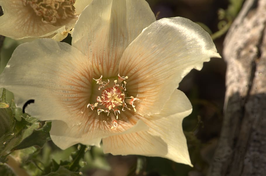 fiori, sfondo, seta, fiore, pianta, pianta fiorita, crescita, bellezza nella natura, fragilità, avvicinamento, vulnerabilità, freschezza, petalo, testa di fiore, infiorescenza, nessuno, polline, natura, concentrarsi sulle conoscenze acquisite, giorno, all'aperto, stame, 4K