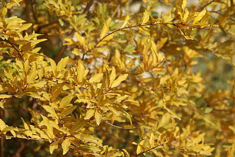 planta, full, arbre, maple, flor, or, animal, sòl, menjar, produir, gra, vegetals, llavor, vegetació, arbust, fletxa, símbol, bedoll, acanthaceae, part de la planta, tardor, centrar-se en primer pla, naturalesa, primer pla, creixement, groc, bellesa a la natura, llum solar, dia, cap gent, a l'aire lliure, canvi, tranquil·litat, enfocament selectiu, branca, fons, fulla d'auró, fulles, condició natural, 5K, CC0, domini públic, lliure de regalies