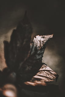 brunt blad, blad, lys, bokeh, sløring, android tapet, tapet, plante, natur, efterår, tæt på, sæson, Brun, baggrunde, ingen mennesker, makro, sort farve, tør, mørk, gul, gammel, enkelt objekt, død plante, træ, skønhed i naturen, kopiere plads, træ - materiale, farvebillede, 5K, CC0, offentligt domæne, royaltyfrie