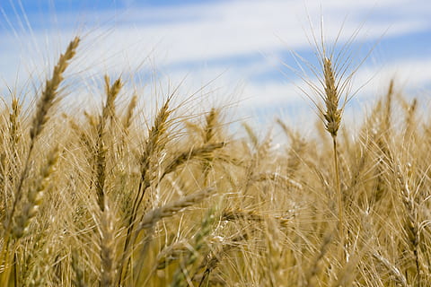 fiber, selektiv, fokus fotografering, bygg, skyer, avling, tørke, gård, dyrket mark, utendørs, strå, hvete, kornblanding, jordbruk, felt, anlegg, landskap, land, landlige scene, sommer, vekst, himmel, natur, mat og Drikke, miljø, ekstrem nærbilde, høsting, nærbilde, organisk, ingen folk, moden, rugkorn, 5K, CC0, offentlig domene, opphavsrett gratis