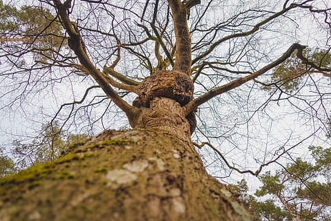 bosc, arbre, darß, cel, Mar Bàltic, la platja oest, jungla, naturalesa, paisatge, fusta, escorça, tribu, registre, planta, bosc mixt, perspectiva, branca, vista d’angle baix, arbre nu, tronc de l'arbre, tronc, dia, cap gent, a l'aire lliure, tranquil·litat, enfocament selectiu, directament a sota, terra, bellesa a la natura, escorça de la planta, material de fusta, alta - alta, copa de l'arbre, 5K, CC0, domini públic, lliure de regalies