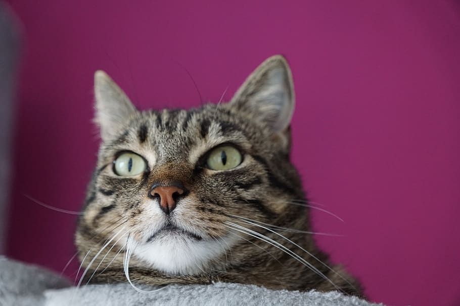gat, vista, musell, cara, mascota, ulls, retrat, luana, tigre, dolç, veure addicció, indiferent, amor, pell, cura, teixit, descans, vacances, trencar, nas, bart, iris, mamífer, nacional, mascotes, animal, temes d'animals, animals domèstics, un animal, gat domèstic, felí, bigotis, part del cos dels animals, primer pla, a l'interior, fons de colors, cap d’animals, mirant la càmera, cap gent, vertebrats, tabby, ull d’animals, 5K
