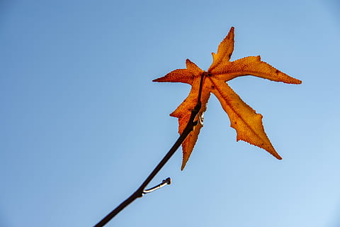 Blatt, klarer Himmel, Himmel, Natur, Flachwinkelansicht, keine Leute, Nahansicht, Pflanzenteil, Pflanze, Herbst, Tag, Sternform, Schönheit in der Natur, Blau, Baum, kopieren sie platz, draußen, gestalten, Veränderung, orange Farbe, Seestern, Ahornblatt, 5K, CC0, gemeinfrei, lizenzfrei
