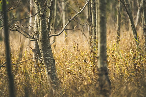 alberi nella foresta, Linköping, Svezia, flora, pianta, betulla, autunno, albero, erba, prateria, all'aperto, campo, strada, ghiaia, strada sterrata, vegetazione, foresta, natura, terra, sicomoro, quercia, nessuno, la tranquillità, bellezza nella natura, giorno, crescita, messa a fuoco selettiva, luce del sole, paesaggio, ambiente, concentrarsi sulle conoscenze acquisite, scenics - natura, ramo, 5K, CC0, dominio pubblico, privo di copyright