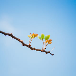 fulla verda, planta, full, mexicà, mèxic 23, arbre, flor, naturalesa, animal, ocell, brot, brollar, cel, a l'aire lliure, cel blau, venes, avet, abies, paisatge, conífera, vista d’angle baix, cel clar, bellesa a la natura, creixement, cap gent, blau, branca, còpia espai, dia, planta amb flors, frescor, fragilitat, vulnerabilitat, primer pla, primavera, 4K, CC0, domini públic, lliure de regalies