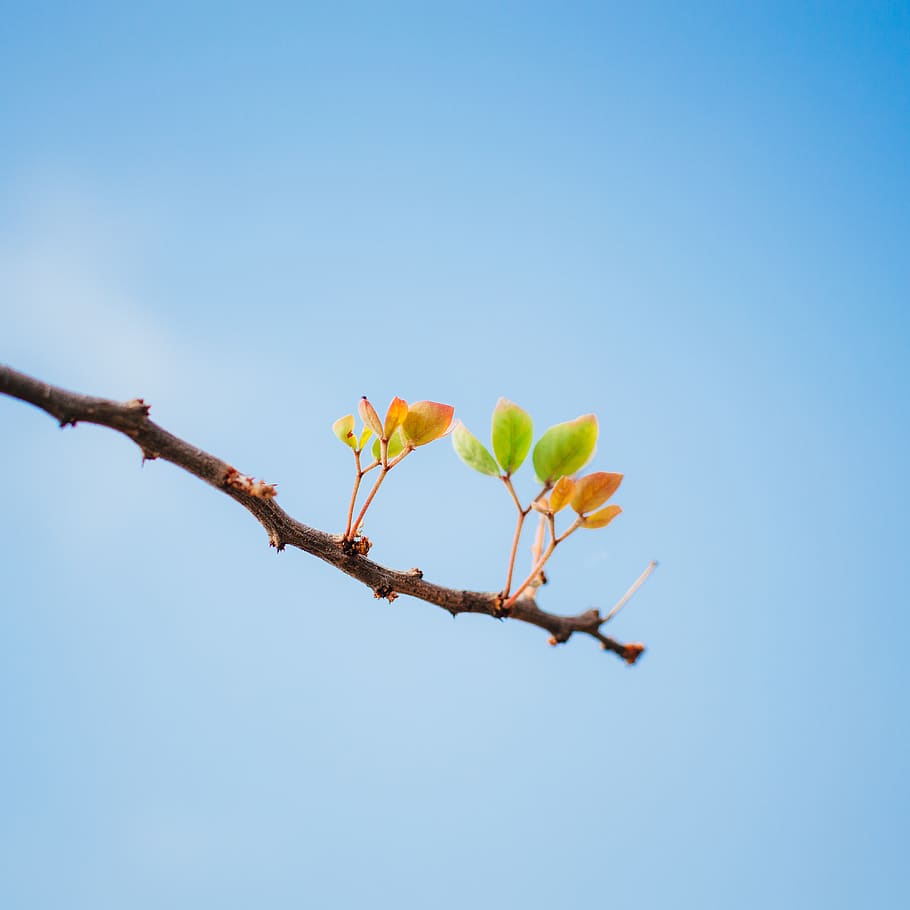 fulla verda, planta, full, mexicà, mèxic 23, arbre, flor, naturalesa, animal, ocell, brot, brollar, cel, a l'aire lliure, cel blau, venes, avet, abies, paisatge, conífera, vista d’angle baix, cel clar, bellesa a la natura, creixement, cap gent, blau, branca, còpia espai, dia, planta amb flors, frescor, fragilitat, vulnerabilitat, primer pla, primavera, 4K