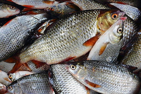peixe, fechar-se, pegar, barata, frutos do mar, vertebrado, comida e bebida, Comida, frescura, animal, origens, quadro completo, à venda, varejo, comida crua, bem-estar, ninguém, Alimentação saudável, grande grupo de objetos, abundância, mercado, gelo, mercado de Peixe, exibição de varejo, prateado colorido, 4K, CC0, domínio público, royalty free