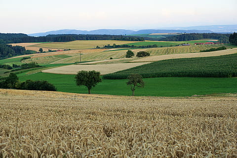 gra, camp, pa, estiu, hegau, Alemanya, suïssa, llac de constància, tuttlingen, cantar, estret, emmingen, liptingen, miss mountain, llit, madur, collita, agricultura, caminada, prat, acció de gràcies, Festival, vacances, europa, paisatge, terra, medi ambient, escena tranquil·la, escena rural, tranquil·litat, planta, escenics - natura, bellesa a la natura, creixement, cel, granja, cultiu, cap gent, naturalesa, dia, color verd, idíl·lic, a l'aire lliure, paisatge rodant, 5K, CC0, domini públic, lliure de regalies
