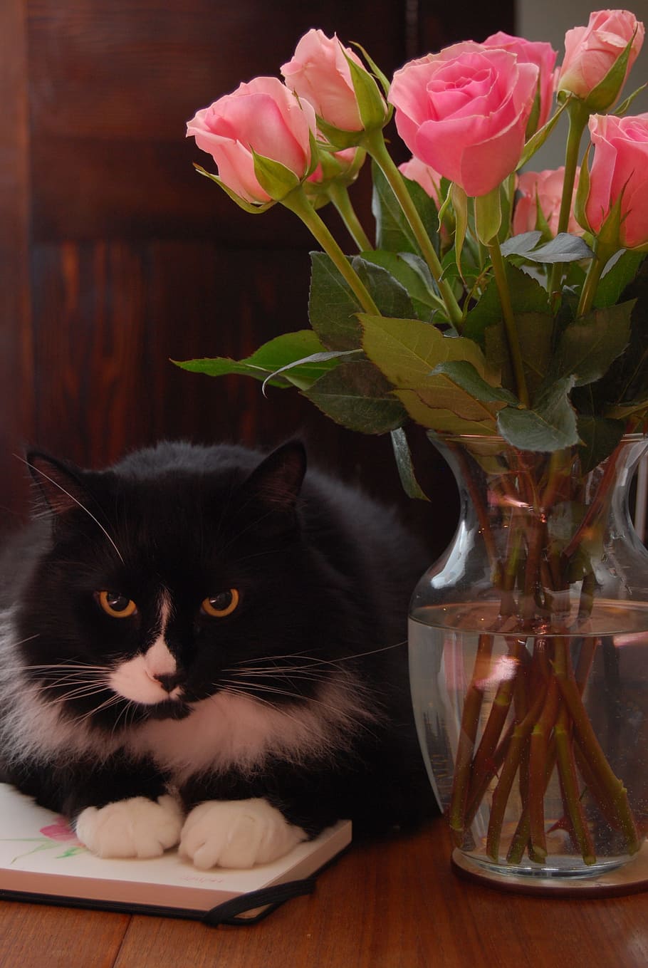 Katze, Tier, Topf, Pose, Blume, frisch, treu, Hauskatze, Haustiere, blühende Pflanze, Tabelle, Tierthemen, inländisch, Pflanze, katzenartig, Säugetier, Vase, ein Tier, drinnen, keine Leute, Wirbeltier, Schönheit in der Natur, Natur, Blütenkopf, Whisker, Blumenschmuck, 4K