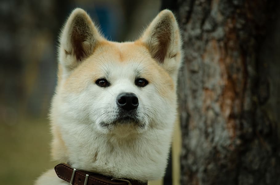 šuo, ganytojas, gyvūnams, naminių gyvūnėlių, vienas gyvūnas, gyvūnas, gyvūnų temos, žinduolių, sutelkti dėmesį į naujas žinias, stuburiniai, šunims, augintiniai, portretas, Iš arti, vidaus, Naminiai gyvūnai, gyvūnų kūno dalis, gyvūnų galva, žiūri į fotoaparatą, dieną, nėra žmonių, gyvūnų gyvūnija, ieško, lauke, snukis, 4K