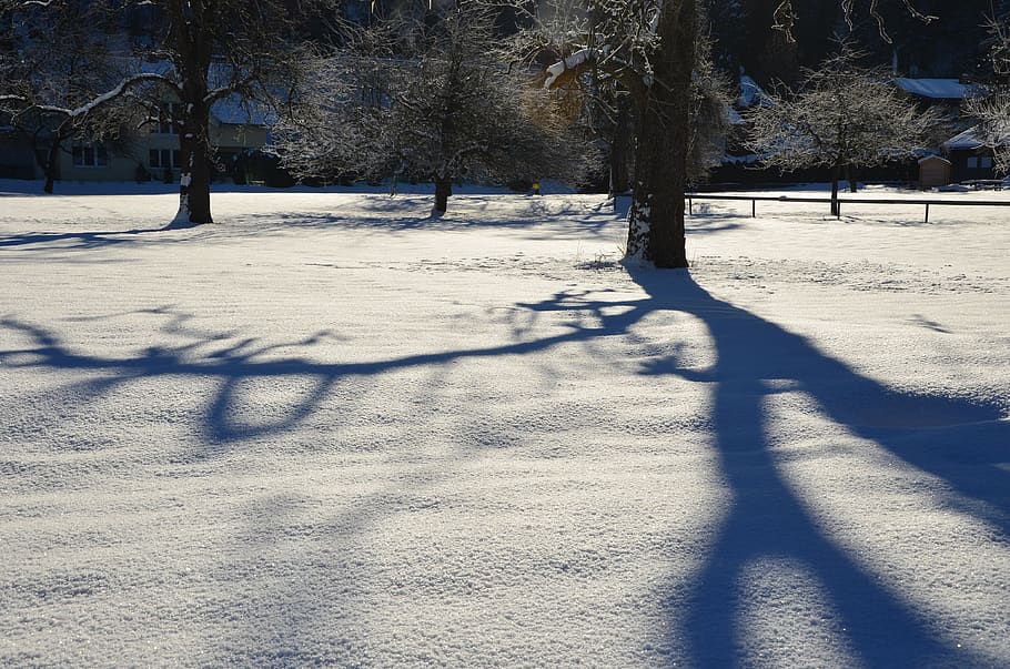 vinter, træ, sne, kold, kold temperatur, skygge, plante, natur, sollys, dækker, jord, dag, Mark, skønhed i naturen, ingen mennesker, hvid farve, udendørs, træstamme, Frosset, bagagerum, fokusere på skygge, 4K
