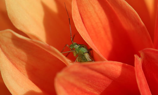 Huddersfield, blomst, blomstrende plante, tæt på, kronblad, plante, skønhed i naturen, dyreliv, skrøbelighed, friskhed, dyr i naturen, dyr, sårbarhed, dyre temaer, hvirvelløse, blomsterhoved, ingen mennesker, et dyr, insekt, natur, blomsterstand, udendørs, 4K, CC0, offentligt domæne, royaltyfrie