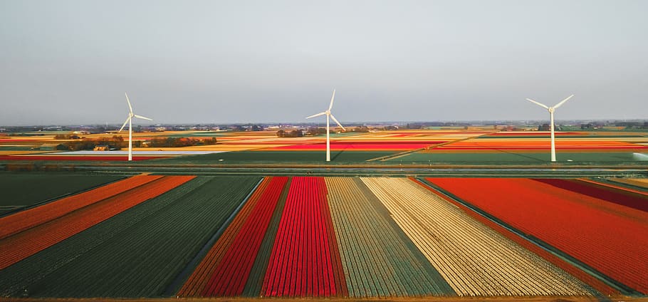 macchina, motore, il motore, Olanda, turbina, scheidingsvliet 4, Callantsoog, turbina eolica, tulipano, azienda agricola, Tulipfield, paesaggio, mulino a vento, vista drone, olandese, campo di aviazione, aeroporto, campo, strada, cielo, energia rinnovabile, combustibile e produzione di energia, energia eolica, energia alternativa, conservazione dell'ambiente, ambiente, natura, nessuno, giorno, all'aperto, tecnologia, risorse sostenibili, mezzi di trasporto, problemi ambientali, sport, struttura costruita, potere in natura, Alimentazione elettrica, 5K