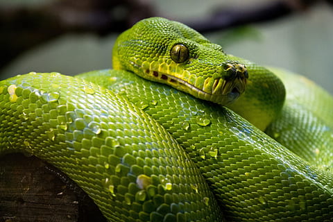 python, grøn, træ, slange, dyr, vild, natur, krybdyr, dyre temaer, dyreliv, et dyr, dyr i naturen, hvirveldyr, dyr kropsdel, tæt på, grøn farve, ingen mennesker, rullet op, dyr hoved, advarselsskilt, dag, dyre skala, skilt, meddelelse, udendørs, Zoo, giftig, regnskov, dyr øje, 1080P, CC0, offentligt domæne, royaltyfrie