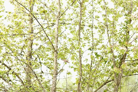 Baum, Vogel, Kirsche, Pflanze, Blume, blühende Pflanze, Schönheit in der Natur, Wachstum, Frische, Zerbrechlichkeit, Ast, Verletzlichkeit, blühen, weiße Farbe, Flachwinkelansicht, Frühling, Tag, keine Leute, Natur, Ruhe, draußen, Nahansicht, 1080P, CC0, gemeinfrei, lizenzfrei