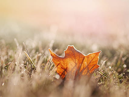 Blatt, Natur, Gras, fallen, Herbst, Pflanzenteil, Pflanze, trocken, orange Farbe, selektiver Fokus, Land, keine Leute, Feld, Tag, Veränderung, Nahansicht, draußen, Schönheit in der Natur, Zerbrechlichkeit, Landschaft, Ahornblatt, natürlicher Zustand, Oberflächenniveau, Blätter, 4K, CC0, gemeinfrei, lizenzfrei