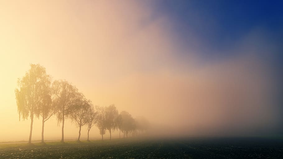 mgła nad drzewami, chmury, świt, wieczór, pole, mgła, mglisty, trawa, krajobraz, światło, zamglenie, Natura, sceniczny, niebo, słońce, zachód słońca, drzewa, pogoda, drzewo, roślina, piękno natury, środowisko, spokój, spokojna scena, scenics - natura, żadnych ludzi, scena pozamiejska, idylliczny, wylądować, ranek, na dworze, 5K