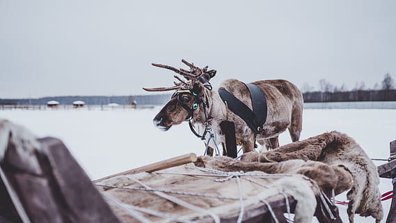 cervo marrom, madeira, animal, mamífero, vaca, gado, veado, pessoa, humano, rena, neve, pólo, nacional, inverno, animais selvagens, antílope, arreios, roupas, calção, vestuário, canino, temas animais, natureza, agua, dia, ninguém, animais domésticos, doméstico, um animal, céu, vertebrado, de praia, transporte, pets, terra, madeira - material, lago, foco seletivo, herbívoro, 8K, CC0, domínio público, royalty free