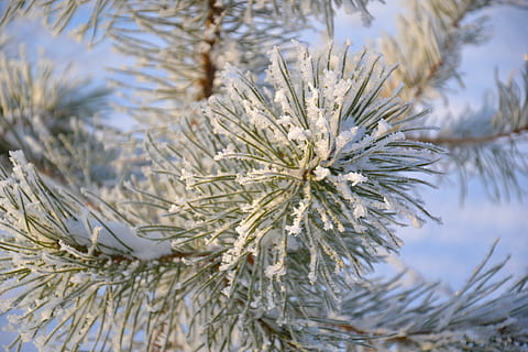 koks, priede, ziemā, adatas, kristāli, sniegs, dusmas, ziemas mežs, filiāle, Ziemassvētki, zaļa, augu, aukstā temperatūra, raksturs, nav cilvēku, tuvplāns, koncentrēties uz jaunajām zināšanām, skaistums dabā, dienā, saldēti, izaugsmi, miers, ledus, balta krāsa, selektīvu fokusu, skujkoku koks, adatas - augu daļa, ārā, egle, 4K, CC0, publiskais domēns, bez atlīdzības