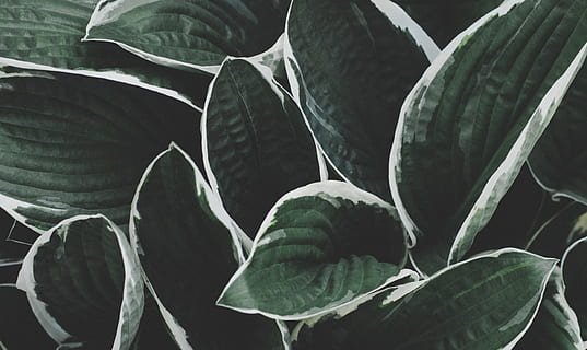 pianta verde foglia, pianta, foglia, le foglie, modello, natura, all'aperto, struttura, verde, bianca, leafe verde, flora, colore, avvicinamento, giardino, sfondi, botanica, estate, freschezza, astratto, crescita, colore verde, bellezza nella natura, decorazione, strutturato, fiore, stagione, 5K, CC0, dominio pubblico, privo di copyright