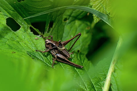 grasshopper, leaf, insect, nature, summer, green, skip, small, animal wildlife, invertebrate, animal themes, animal, plant part, green color, one animal, animals in the wild, close-up, selective focus, plant, no people, arthropod, zoology, day, animal body part, arachnid, outdoors, animal leg, 2K, CC0, public domain, royalty free