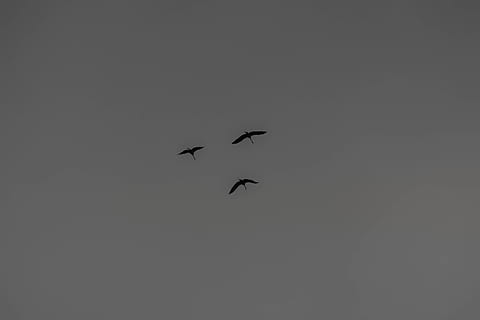 barbas, migración, invierno, volador, temas de animales, animales en la naturaleza, animal, vertebrado, pájaro, vista de ángulo bajo, fauna animal, grupo de animales, cielo, aire, nadie, alas abiertas, silueta, copia espacio, dos animales, naturaleza, al aire libre, día, cielo limpio, 5K, CC0, dominio público, libre de derechos
