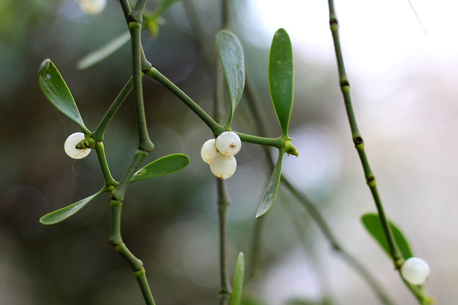 vesc, valls de vesc, vesc de nadal, planta, creixement, primer pla, bellesa a la natura, centrar-se en primer pla, color verd, naturalesa, Color blanc, frescor, tija de la planta, cap gent, flor, dia, full, vulnerabilitat, part de la planta, planta amb flors, fragilitat, enfocament selectiu, brot, a l'aire lliure, cap de flor, petit, 5K