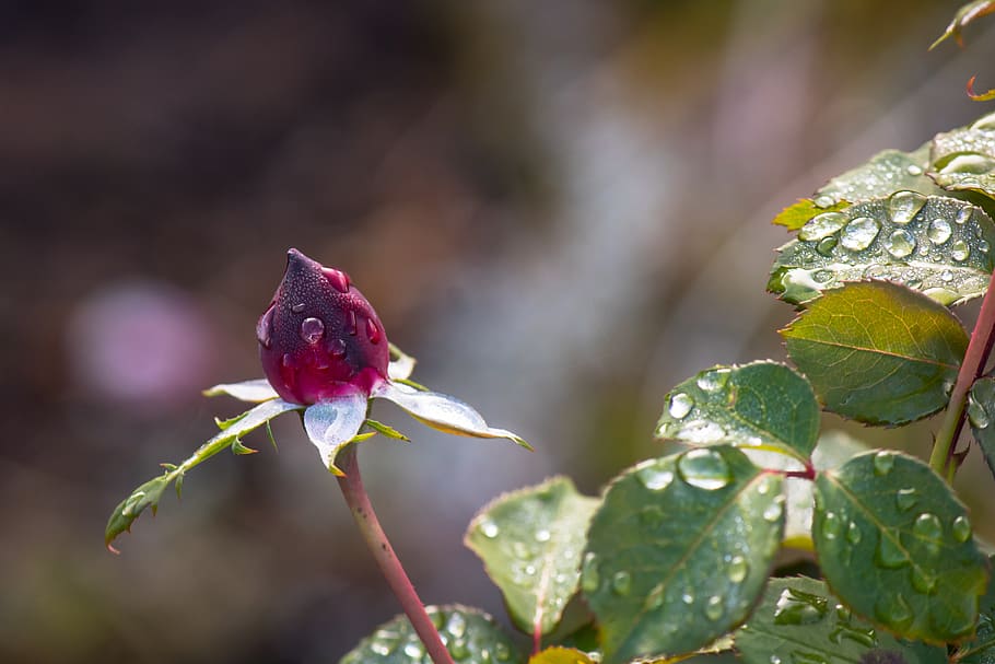 Rose, rød, dryppe, regn, blad, våd, regndråbe, natur, dråbe vand, dråber, makro, regnfuld, dug, blå, plante, vejr, dugdråbe, efterår, kold, tæt på, have, blomstre, flor, blomst, blomsterhave, smuk, skønhed i naturen, vækst, blomstrende plante, friskhed, skrøbelighed, sårbarhed, plante del, fokus på forgrunden, kronblad, dag, rosenblomst, knop, blomsterstand, ingen mennesker, blomsterhoved, udendørs, bægerblad, 5K
