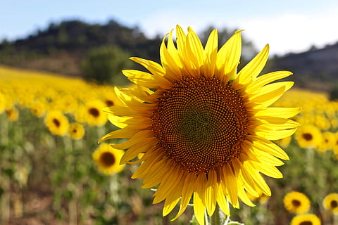 solsikke, sol, planter, felter, plante, natur, landskab, blomst, naturlig, sommer, gul, blomstrende plante, friskhed, vækst, skønhed i naturen, blomsterhoved, kronblad, skrøbelighed, tæt på, Mark, pollen, blomsterstand, jord, sårbarhed, fokus på forgrunden, landlige scene, ingen mennesker, udendørs, forår, blomsterseng, 5K, CC0, offentligt domæne, royaltyfrie
