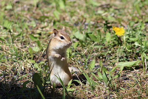 chipmunk, in piedi, carina, piccolo, all'aperto, curioso, divertente, poco, bosco, temi animali, animale, fauna selvatica, un animale, roditore, pianta, animali allo stato selvatico, mammifero, natura, nessuno, vertebrato, scoiattolo, terra, giorno, crescita, analizzare, cercare, guardare, campo, fiore, erbivoro, 5K, CC0, dominio pubblico, privo di copyright