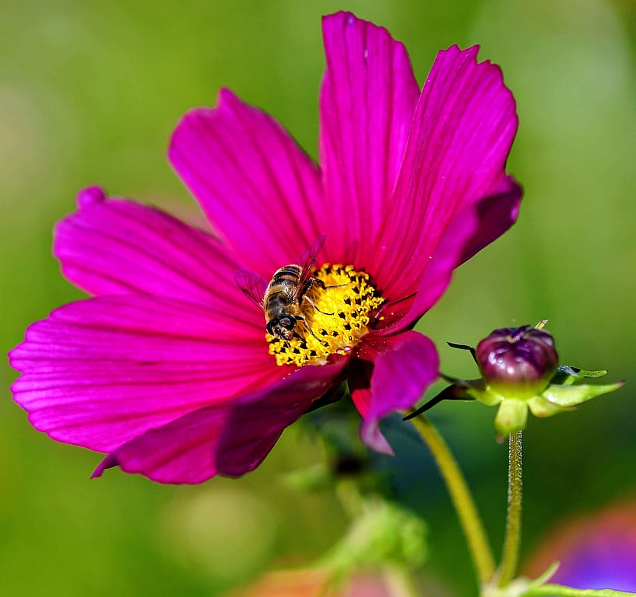 fiore, ape, insetto, polline, petali, iris, rosa, viola, germoglio, stelo, giardino, pianta fiorita, bellezza nella natura, pianta, freschezza, petalo, fragilità, avvicinamento, testa di fiore, colore rosa, vulnerabilità, crescita, infiorescenza, temi animali, natura, animale, fauna selvatica, nessuno, impollinazione, 2K