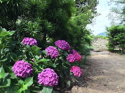 fiori, visualizzazioni, ortensia, pianta, pianta fiorita, fiore, crescita, bellezza nella natura, colore rosa, natura, vulnerabilità, fragilità, giorno, nessuno, parco, freschezza, parco - spazio creato dall'uomo, parte vegetale, foglia, colore verde, all'aperto, botanica, albero, testa di fiore, viola, un mazzo di fiori, composizione floreale, mazzo, 2K, CC0, dominio pubblico, privo di copyright