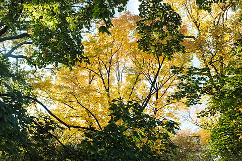 arbres, boscos, caure, groc, verd, octubre, temporades, arbre, planta, creixement, bellesa a la natura, tardor, tranquil·litat, canvi, cap gent, naturalesa, dia, branca, vista d’angle baix, bosc, escena tranquil·la, escenics - natura, a l'aire lliure, terra, llum solar, escena no urbana, idíl·lic, copa de l'arbre, 5K, CC0, domini públic, lliure de regalies