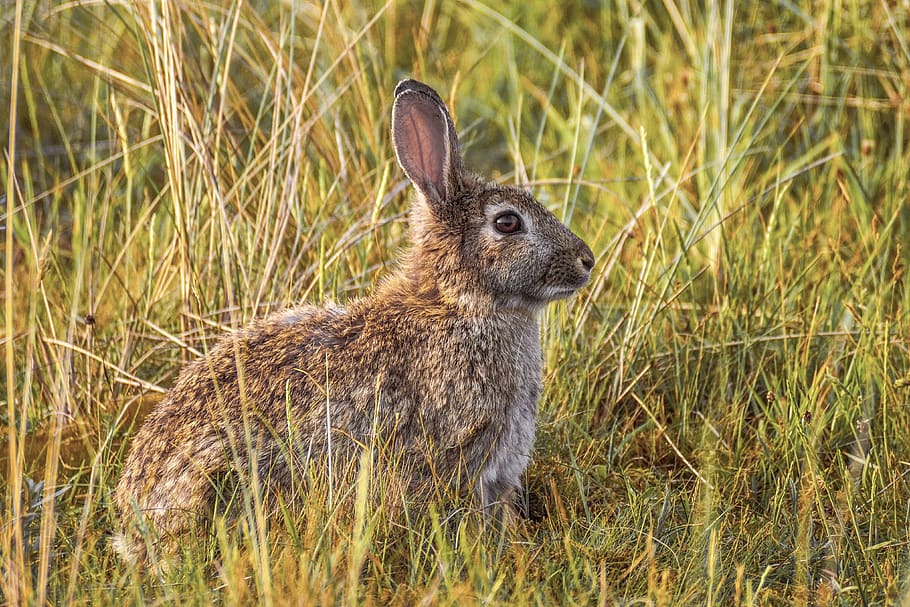 conill, naturalesa, llebre, orelles, seure, món animal, bonic, pelut, salvatge, mamífer, herba, retrat, conill de Pasqua, Pasqua, animal, temes d'animals, fauna animal, un animal, planta, conill - animal, animals a la natura, camp, vista lateral, terra, vertebrats, dia, cap gent, creixement, centrar-se en primer pla, escena no urbana, marró, a l'aire lliure, herbívors, orella animal, 4K