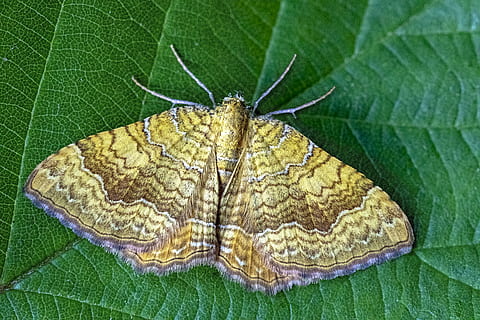 closca groga, arna, ales, patró, naturalesa, metamorfosi, antenes, estiu, tancar, groc, entomologia, full, part de la planta, insecte, invertebrat, primer pla, fauna animal, color verd, animal, temes d'animals, un animal, cap gent, papallona - insecte, animals a la natura, vena de la fulla, bellesa a la natura, ala dels animals, planta, vista d’angle alt, dia, a l'aire lliure, fulles, papallona, 5K, CC0, domini públic, lliure de regalies