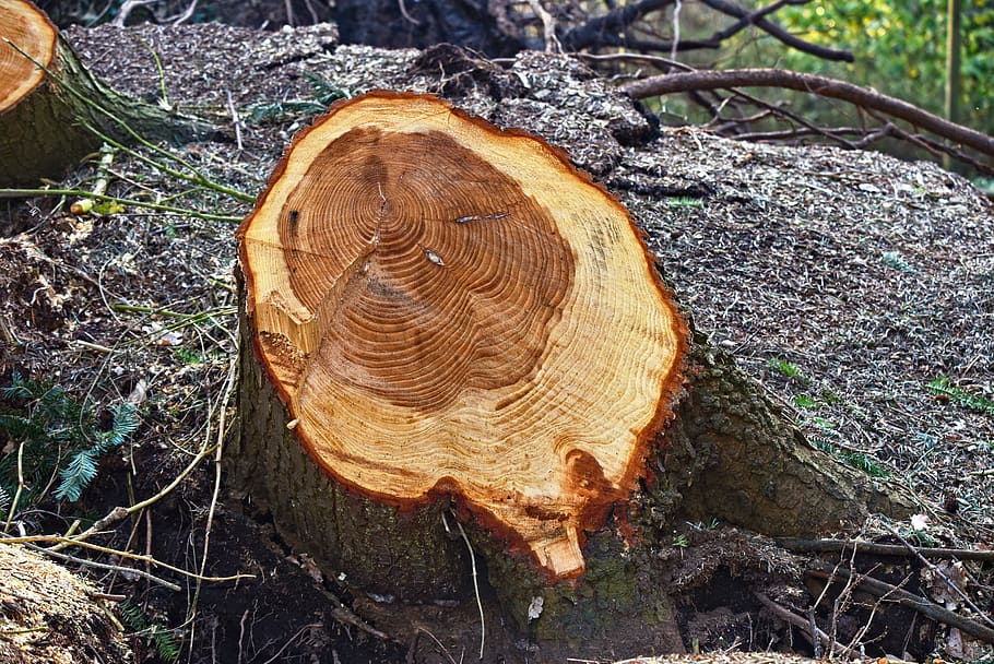 arbre, picat, tallar, registre, any sona, fusta, serrat, silvicultura, tall, tallat, terra, naturalesa, bosc, dia, planta, camp, desforestació, cap gent, monstre de l'arbre, material de fusta, vista d’angle alt, primer pla, escorça, a l'aire lliure, qüestions ambientals, indústria de la fusta, anell d’arbre, 5K