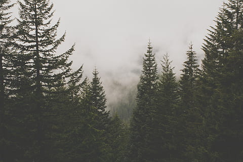 Grün, Bäume, umgeben, Wolken, Vereinigte Staaten, Regierungslager, grau, Nebel, Pflanze, Baum, Nadelbaum, Flora, Wald, Natur, Wetter, Fichte, abies, Tanne, draußen, Vegetation, Land, Kiefer, pnw, Schönheit in der Natur, Ruhe, Szenen - Natur, ruhige Szene, Wachstum, keine Leute, Tag, Nicht-städtische Szene, Himmel, idyllisch, Kiefernwald, 5K, CC0, gemeinfrei, lizenzfrei
