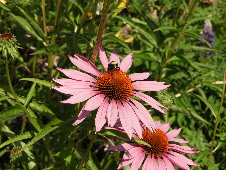 fiore, ape, bombo, estate, giardino, arancia, viola, petali, pianta fiorita, petalo, testa di fiore, crescita, freschezza, pianta, fragilità, bellezza nella natura, infiorescenza, vulnerabilità, avvicinamento, un animale, polline, animali allo stato selvatico, insetto, coneflower, animale, invertebrato, concentrarsi sulle conoscenze acquisite, nessuno, colore rosa, impollinazione, all'aperto, farfalla - insetto, 5K
